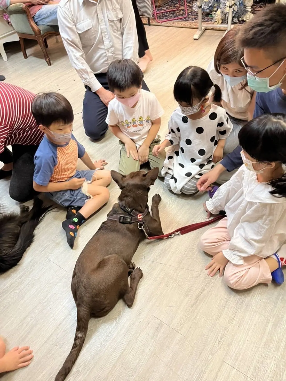 02 24心輔犬